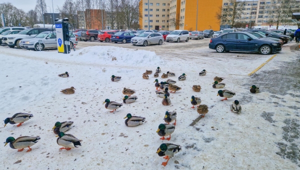 Võrumaa on oma geograafilise asukoha tõttu seni pääsenud lindude gripist. Sama ei saa aga öelda Põhja- ja Kesk-Eesti kohta, kus taud aeg-ajalt pead tõstab ja linnukasvatajatele suurt meelehärmi põhjustab. Lindude gripi nakkuse kandjateks looduses on nakatunud või nakkuse läbi põdenud veelinnud. Foto: AIGAR NAGEL